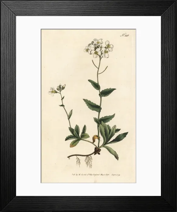 Framed Print : Alpine wall-cress, Arabis alpina Framed Print : Alpine wall-cress, Arabis alpina