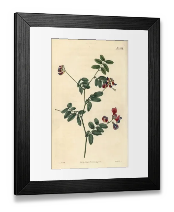 Framed Print : Black pea, Lathyrus niger Framed Print : Black pea, Lathyrus niger
