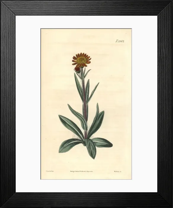 Framed Print : Tephroseris integrifolia Framed Print : Tephroseris integrifolia