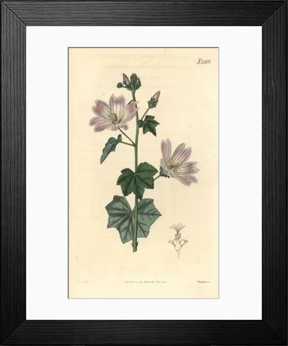 Framed Print : Australian hollyhock, Malva preissiana Framed Print : Australian hollyhock, Malva preissiana