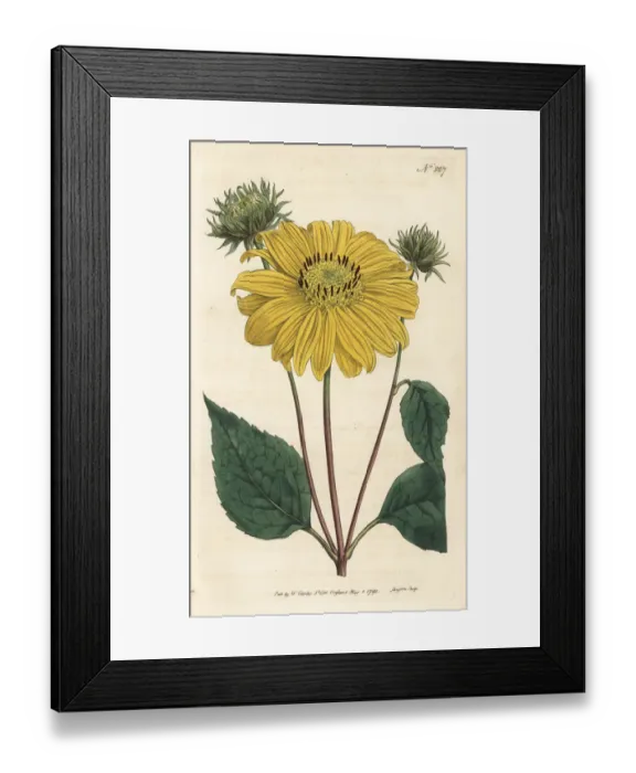 Framed Print : Many-flowered or perennial sunflower, Helianthus multiflorus Framed Print : Many-flowered or perennial sunflower, Helianthus multiflorus