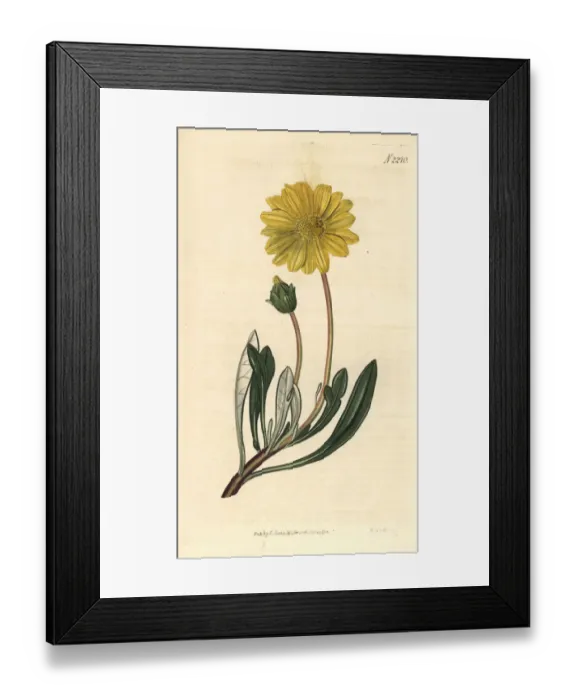 Framed Print : Treasure flower, Gazania rigens Framed Print : Treasure flower, Gazania rigens