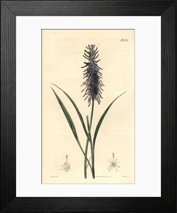 Framed Print : Phyteuma scorzonerifolium Framed Print : Phyteuma scorzonerifolium