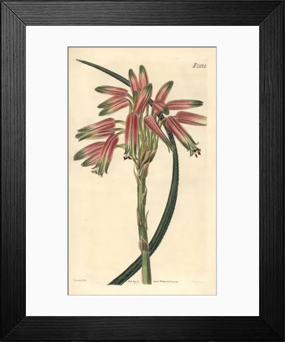 Framed Print : Small-spined aloe, Aloe microcantha Framed Print : Small-spined aloe, Aloe microcantha