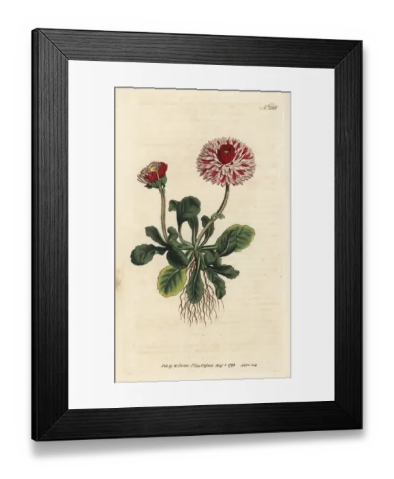Framed Print : Great double daisy, Bellis perennis var. major flore pleno Framed Print : Great double daisy, Bellis perennis var. major flore pleno