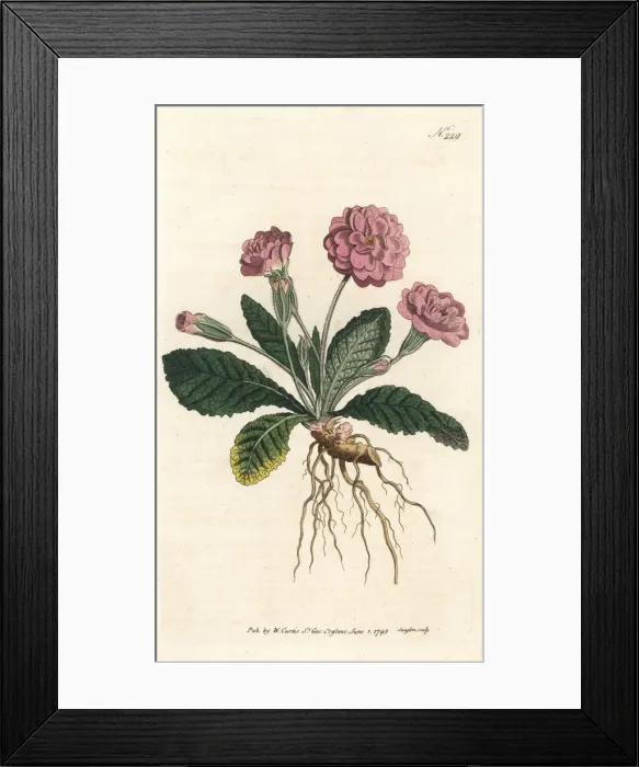 Framed Print : Double lilac primrose, Primula vulgaris Framed Print : Double lilac primrose, Primula vulgaris