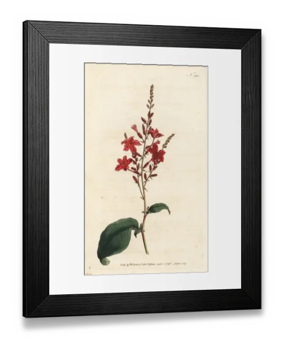 Framed Print : Indian leadwort, Plumbago indica