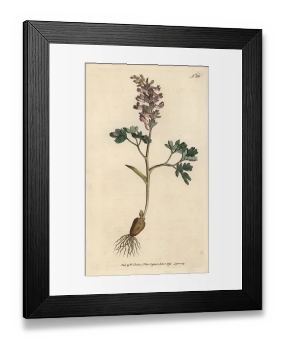 Framed Print : Fumewort, Corydalis solida