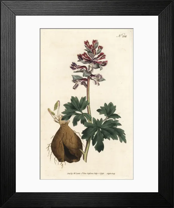 Framed Print : Hollow root, Corydalis cava