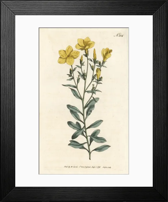 Framed Print : Tree flax, Linum arboreum Framed Print : Tree flax, Linum arboreum