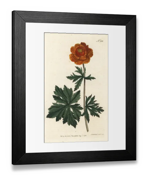 Framed Print : Asiatic globe-flower, Trollius asiaticus Framed Print : Asiatic globe-flower, Trollius asiaticus
