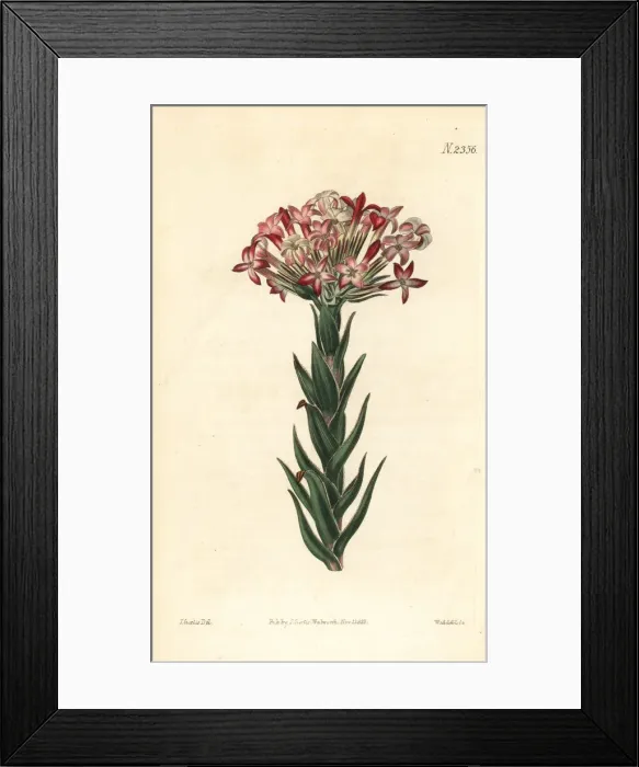 Framed Print : Red crassula, Crassula coccinea (Crassula versicolor) Framed Print : Red crassula, Crassula coccinea (Crassula versicolor)
