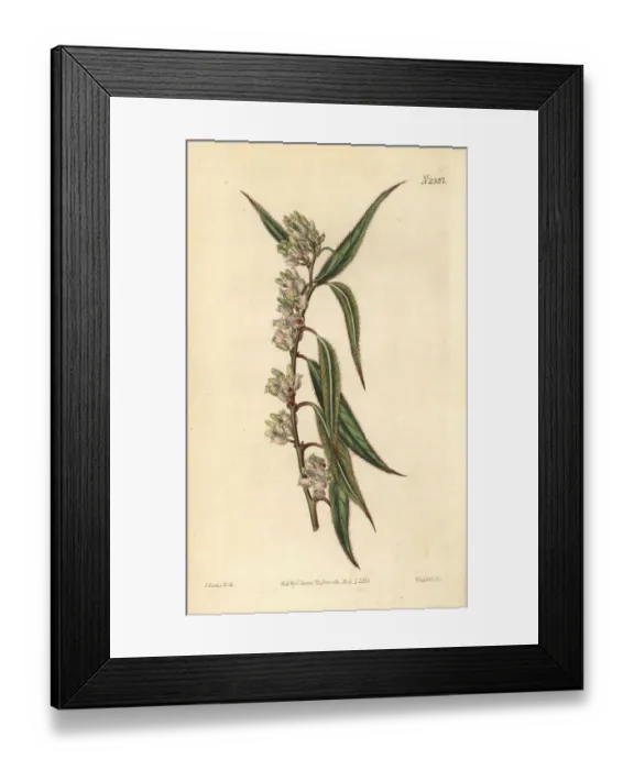 Framed Print : Swamp dog-laurel, Leucothoe axillaris Framed Print : Swamp dog-laurel, Leucothoe axillaris