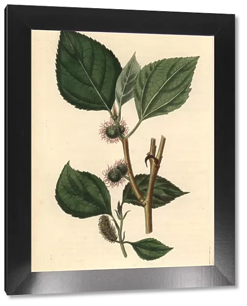 Paper mulberry tree, Broussonetia papyrifera