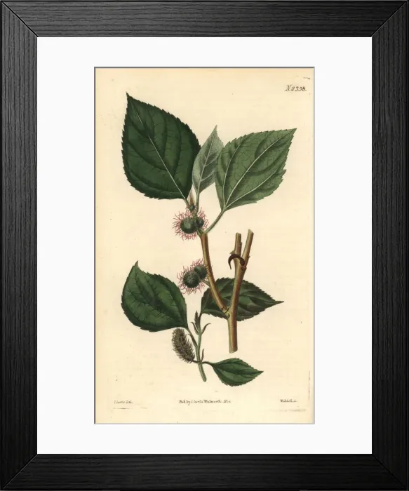 Framed Print : Paper mulberry tree, Broussonetia papyrifera Framed Print : Paper mulberry tree, Broussonetia papyrifera