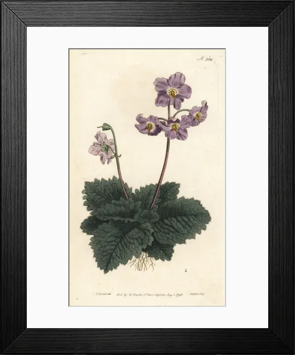 Framed Print : Pyrenean violet, Ramonda myconi Framed Print : Pyrenean violet, Ramonda myconi