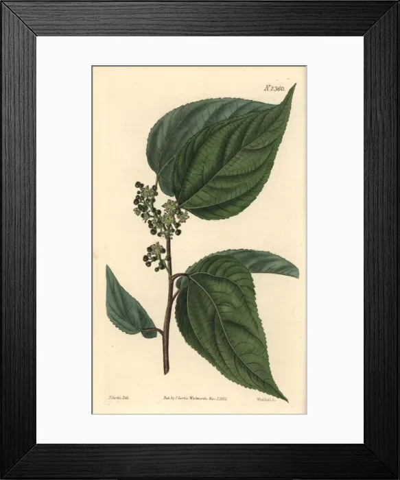 Framed Print : Japanese raisin tree or sweet hovenia, Hovenia dulcis Framed Print : Japanese raisin tree or sweet hovenia, Hovenia dulcis
