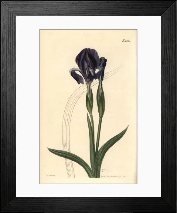 Framed Print : Forked iris, Iris furcata Framed Print : Forked iris, Iris furcata