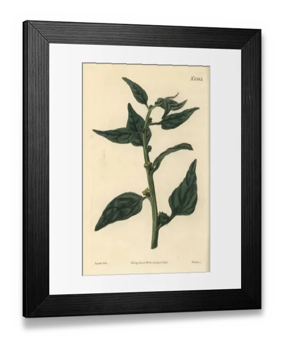 Framed Print : New Zealand spinach, Tegragonia expansa