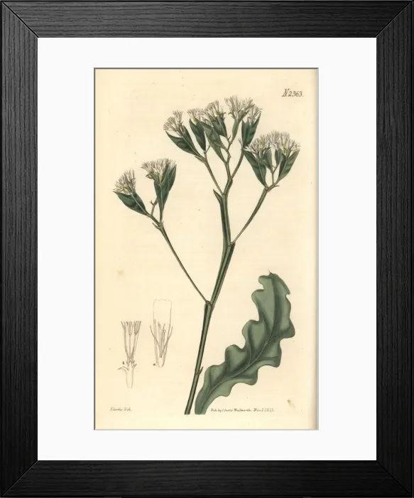 Framed Print : Egyptian thrift, Statice aegyptiaca Framed Print : Egyptian thrift, Statice aegyptiaca