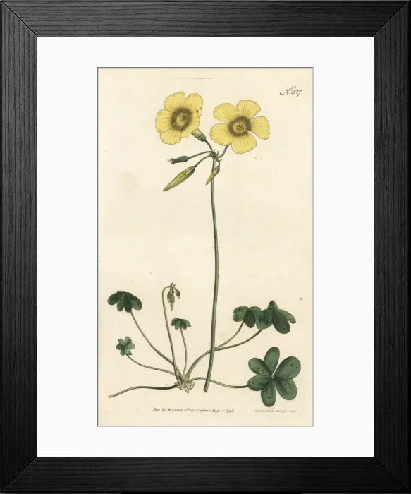 Framed Print : Goat s-foot wood sorrel, Oxalis caprina Framed Print : Goat s-foot wood sorrel, Oxalis caprina