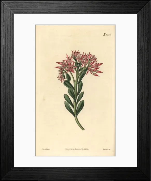 Framed Print : Bastard sedum, Sedum spurium Framed Print : Bastard sedum, Sedum spurium