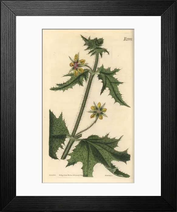 Framed Print : Shining-leaved loasa, Loasa nitida Framed Print : Shining-leaved loasa, Loasa nitida