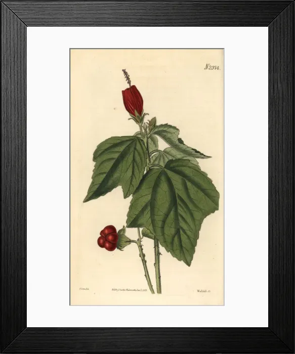 Framed Print : Turks turban or lobed-leaved woolly achania, Achania mollis Framed Print : Turks turban or lobed-leaved woolly achania, Achania mollis