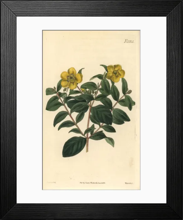Framed Print : Myrtle-leaved St. Johns wort, Hypericum uralum Framed Print : Myrtle-leaved St. Johns wort, Hypericum uralum