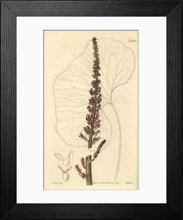 Framed Print : Cape gunnera, Gunnera perpensa Framed Print : Cape gunnera, Gunnera perpensa