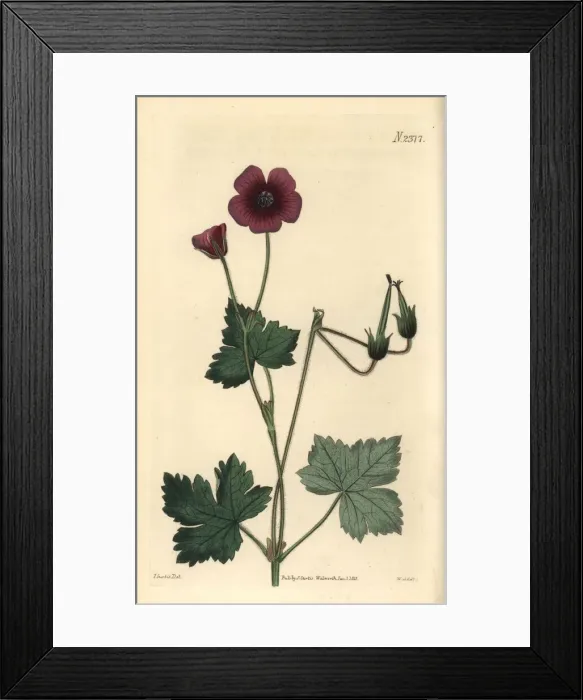 Framed Print : Wallichs crane s-bill, Geranium wallichianum Framed Print : Wallichs crane s-bill, Geranium wallichianum