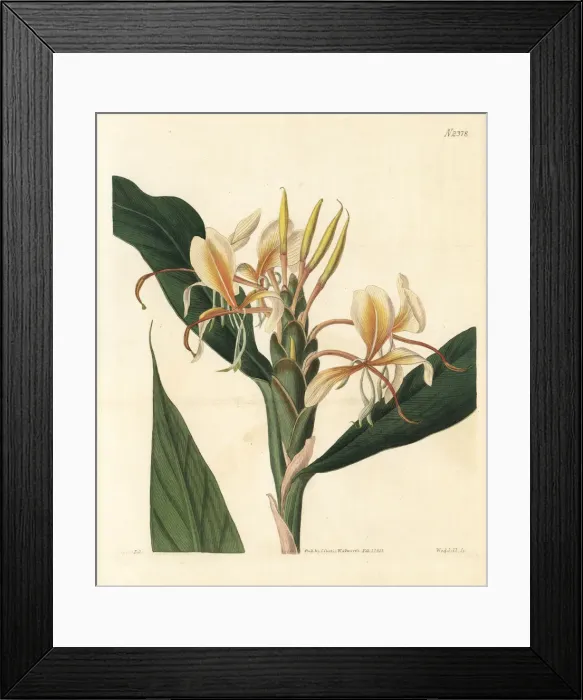 Framed Print : Yellow garland flower, Hedychium flavum Framed Print : Yellow garland flower, Hedychium flavum