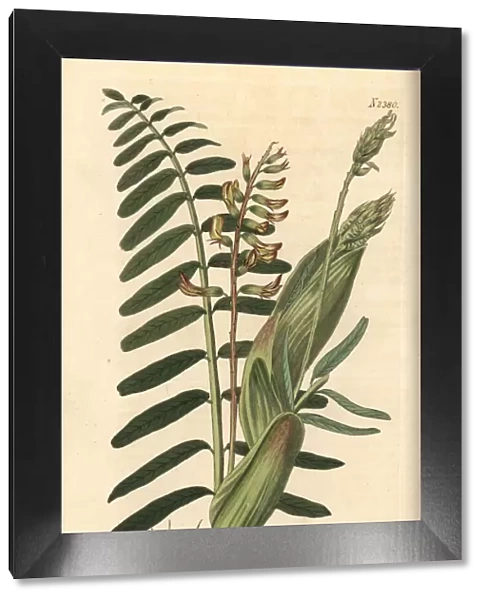 Broad-stipuled astragalus, Astragalus stipitatus