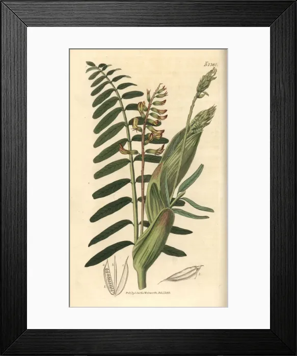 Framed Print : Broad-stipuled astragalus, Astragalus stipitatus Framed Print : Broad-stipuled astragalus, Astragalus stipitatus