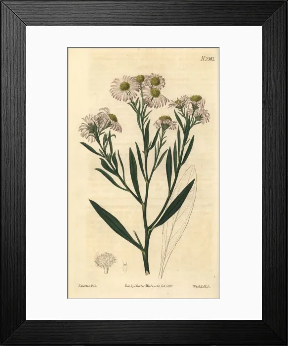 Framed Print : Woad-leaved boltonia, Boltonia glastifolia Framed Print : Woad-leaved boltonia, Boltonia glastifolia