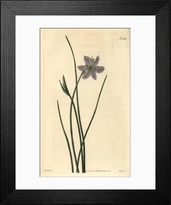 Framed Print : Ixia-like brodiaea, Brodiaea ixioides