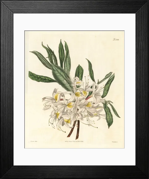 Framed Print : Thomsons white-flowered pontick azalea, Rhododendron luteum Framed Print : Thomsons white-flowered pontick azalea, Rhododendron luteum