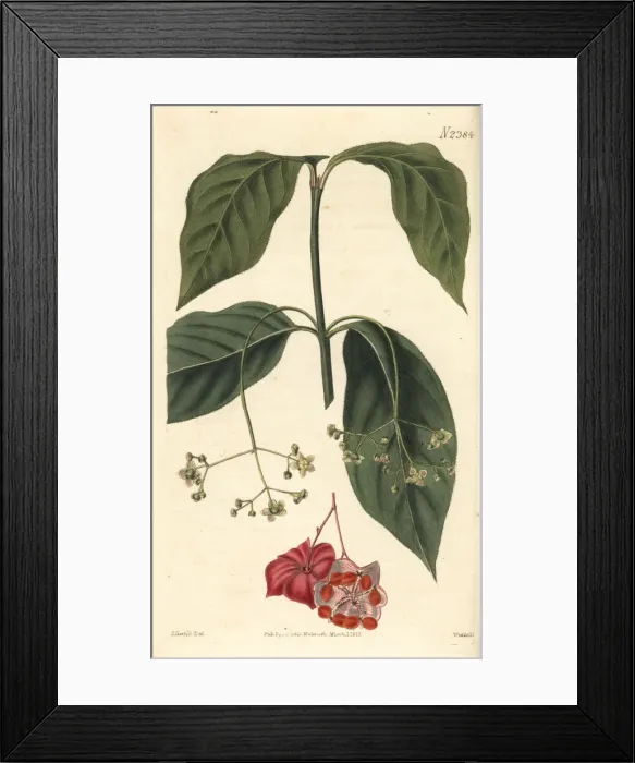 Framed Print : Broad-leaved spindle tree, Euonyms latifolius Framed Print : Broad-leaved spindle tree, Euonyms latifolius
