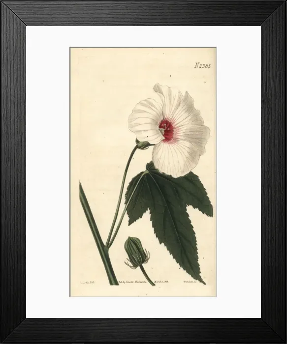 Framed Print : Military hibiscus, Hibiscus militaris Framed Print : Military hibiscus, Hibiscus militaris