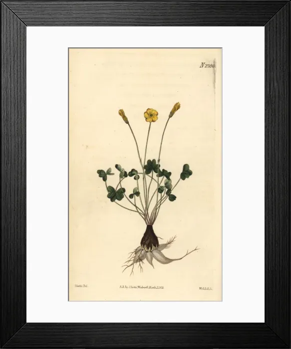 Framed Print : Lobed-leaved wood sorrel, Oxalis lobata Framed Print : Lobed-leaved wood sorrel, Oxalis lobata
