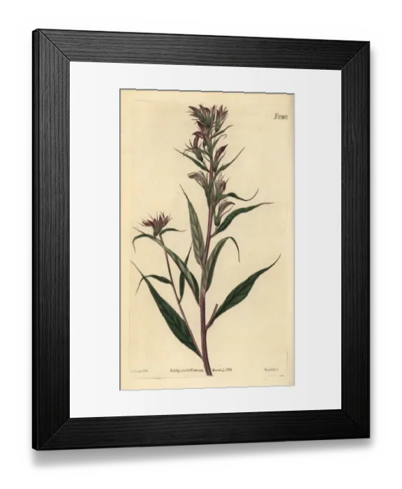 Framed Print : Branchy lobelia, Lobelia pyramidalis