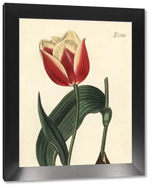 Claramond tulip, Tulipa suaveolens var. latifolia