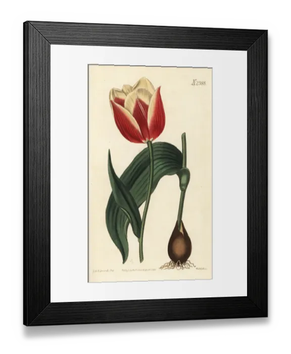 Framed Print : Claramond tulip, Tulipa suaveolens var. latifolia Framed Print : Claramond tulip, Tulipa suaveolens var. latifolia