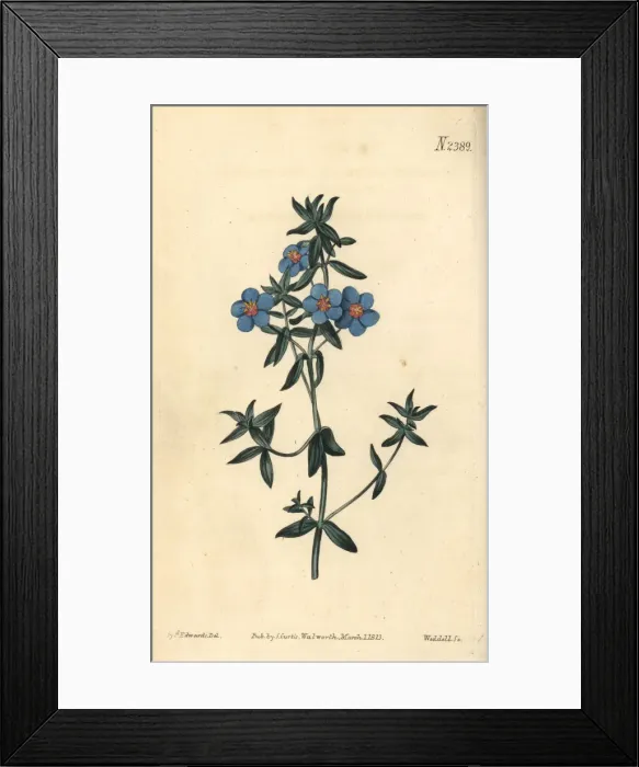 Framed Print : Broad-leaved pimpernel, Anagallis latifolia Framed Print : Broad-leaved pimpernel, Anagallis latifolia
