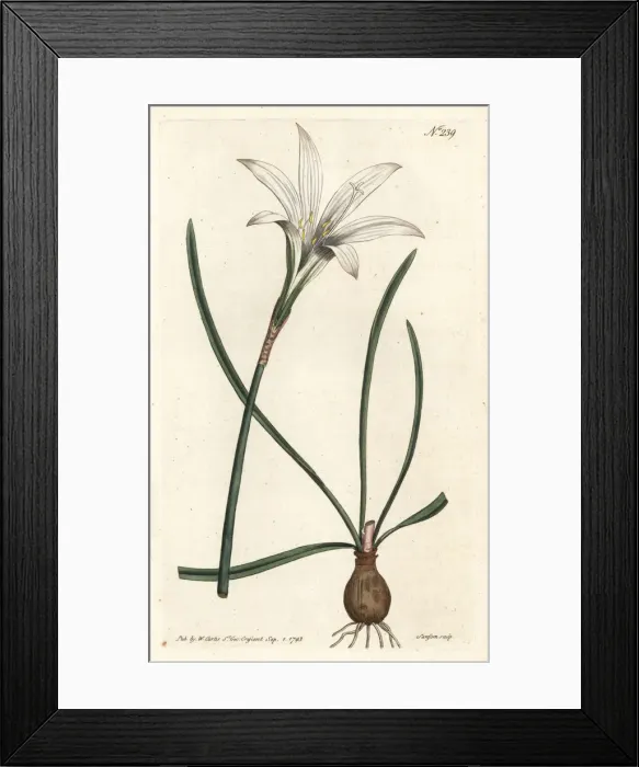 Framed Print : Atamasco lily, Zephyranthes atamasco Framed Print : Atamasco lily, Zephyranthes atamasco
