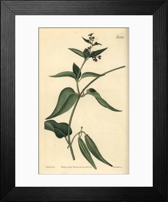 Framed Print : Black-flowered cynanchum, Cynanchum nigrum Framed Print : Black-flowered cynanchum, Cynanchum nigrum