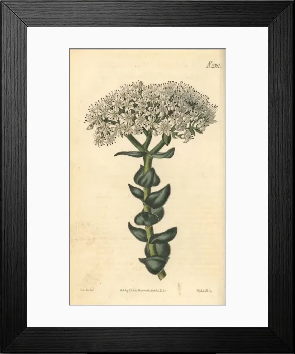 Framed Print : White-flowered crassula, Crassula albiflora Framed Print : White-flowered crassula, Crassula albiflora