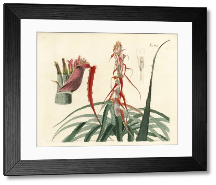 Framed Print : Aguava, Bromelia alsodes Framed Print : Aguava, Bromelia alsodes