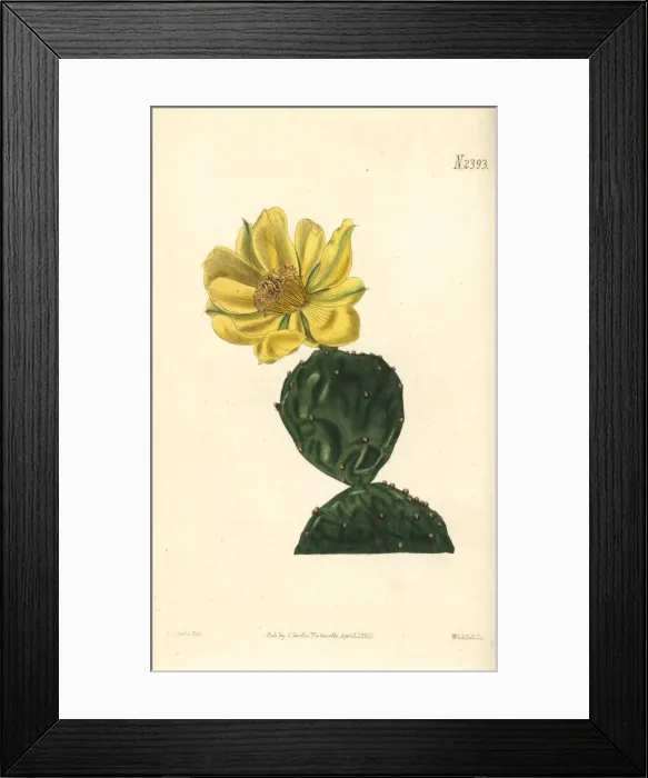 Framed Print : Common dwarf Indian fig, Cactus opuntia Framed Print : Common dwarf Indian fig, Cactus opuntia