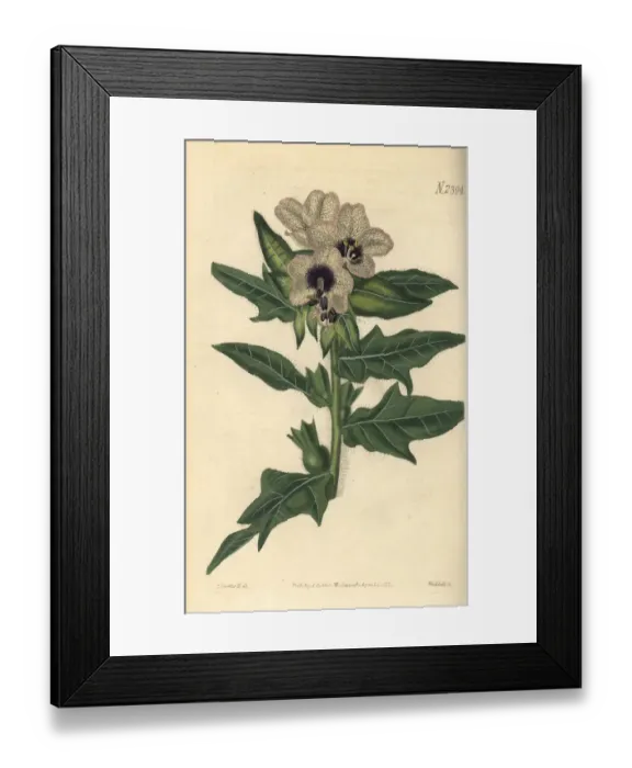 Framed Print : Black henbane, Hyoscyamus niger Framed Print : Black henbane, Hyoscyamus niger